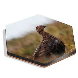 1 x Hexagon Coaster - Famous Scottish Red Grouse National Park Cork Backed MDF Glossy Tea Coffee Accessory #50860