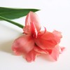 Outsidepride Rose Canna Seeds - 20 Seeds