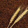Premium Roasted Barley Tea Bags - Caffeine-Free, Sugar-Free | Nutty