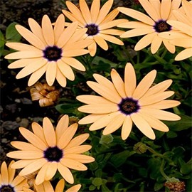 zellajake Rare Flower Seeds Dimorphotheca Sinuata 200 Salmon African Daisy Flower Seeds