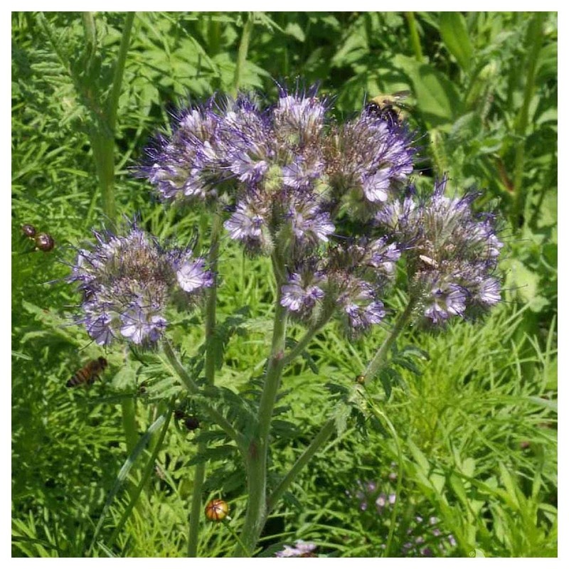 Everwilde Farms - 1000 Lacy Phacelia Native Wildflower Seeds -