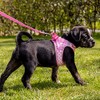 Vest Harness Curli Clasp Air Mesh Pink-Circles M & Leash
