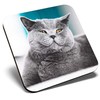 Great Single Coaster Square - Grey British Shorthair Cat Kitten