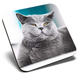 Great Single Coaster Square - Grey British Shorthair Cat Kitten |Glossy Quality Coasters | Tabletop Protection for Any Table Type #45244