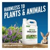 Liquid Fence Deer And Rabbit Repellent Ready-To-Use, Apply Year-Round, 1