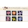 2004 THE ROYAL HORTICULTURAL SOCIETY Stamp Presentation Pack.