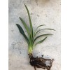 Clivia Miniata Bush Lily Bare Root Live Plant Orange 7