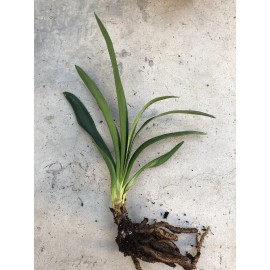 Clivia Miniata Bush Lily Bare Root Live Plant Orange 7 Leaves Ready To Plant