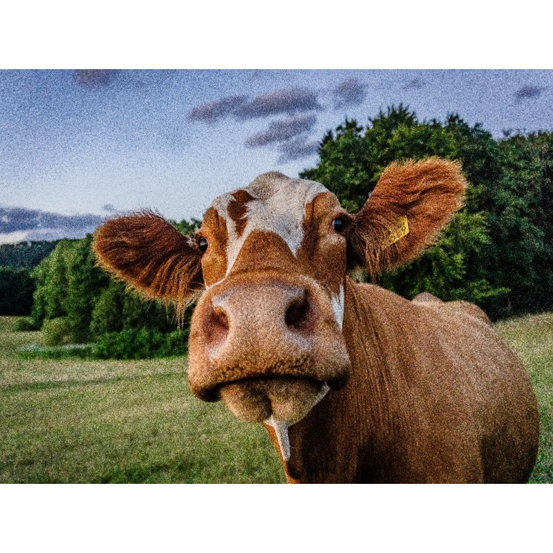 CALVENDO Puzzle Simmental Cattle | 1000 Pieces Size 25" x