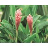 3 HAWAIIAN PINK GINGER PLANTS ~ GROW HAWAII