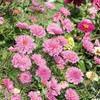 Cosmos Seeds - Double Click Rose Bon Bon - Packet