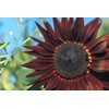 Mixed Varity Sunflower Seeds for Planting - 200+ Heirloom Non-GMO