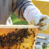 Stoney Acres Beekeeping Top Feeder, with Floats, for 10 Frame