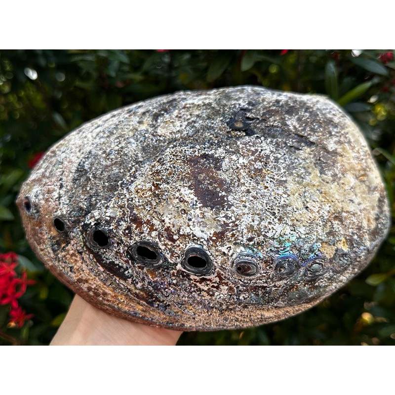 Abalone Shell, Seashell Incense Burner, Smudge Bowl for Holding Smudge