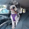 Best Pet Supplies Voyager Step-in Air Dog Harness, All Weather