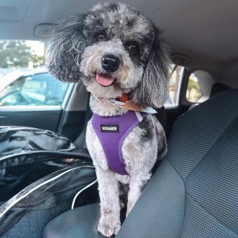 Best Pet Supplies Voyager Step-in Air Dog Harness, All Weather