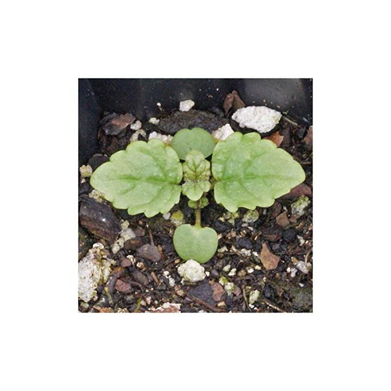 Everwilde Farms - 1/4 Lb Lemon Balm Herb Seeds -