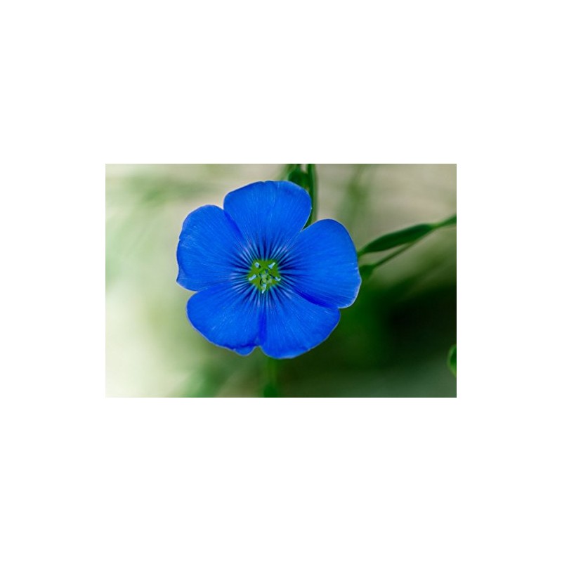 Flax Blue Nice Garden Flower by Seed Kingdom 6,000 Seeds