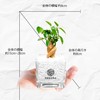 Gadmar White Gravel, Soil-Free, Hygienic, Decorative Plant, Stylish, Clean, Genuine,