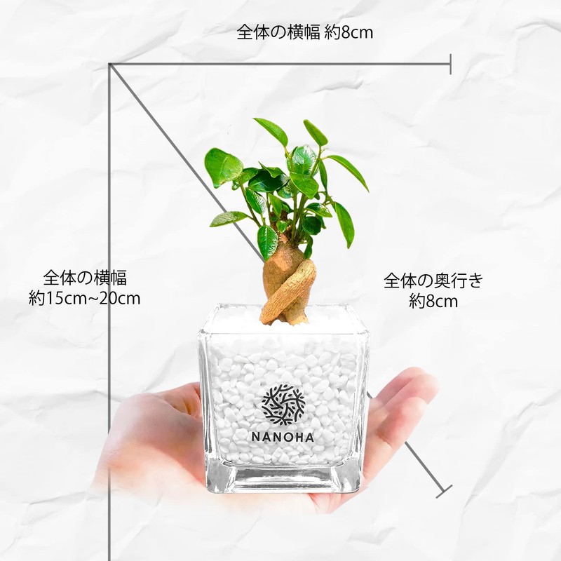 Gadmar White Gravel, Soil-Free, Hygienic, Decorative Plant, Stylish, Clean, Genuine,