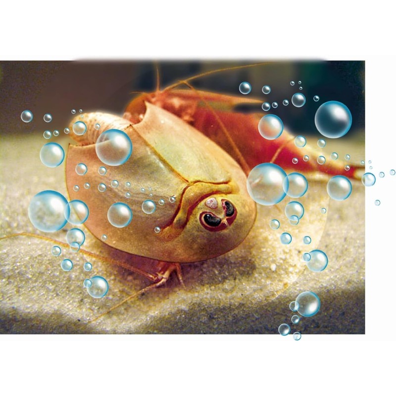 Clementoni 62703.5 - Meine erste Triops