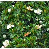 15PCS White Southern Magnolia Flower Seeds Beautiful Ornamental Landscape Tree
