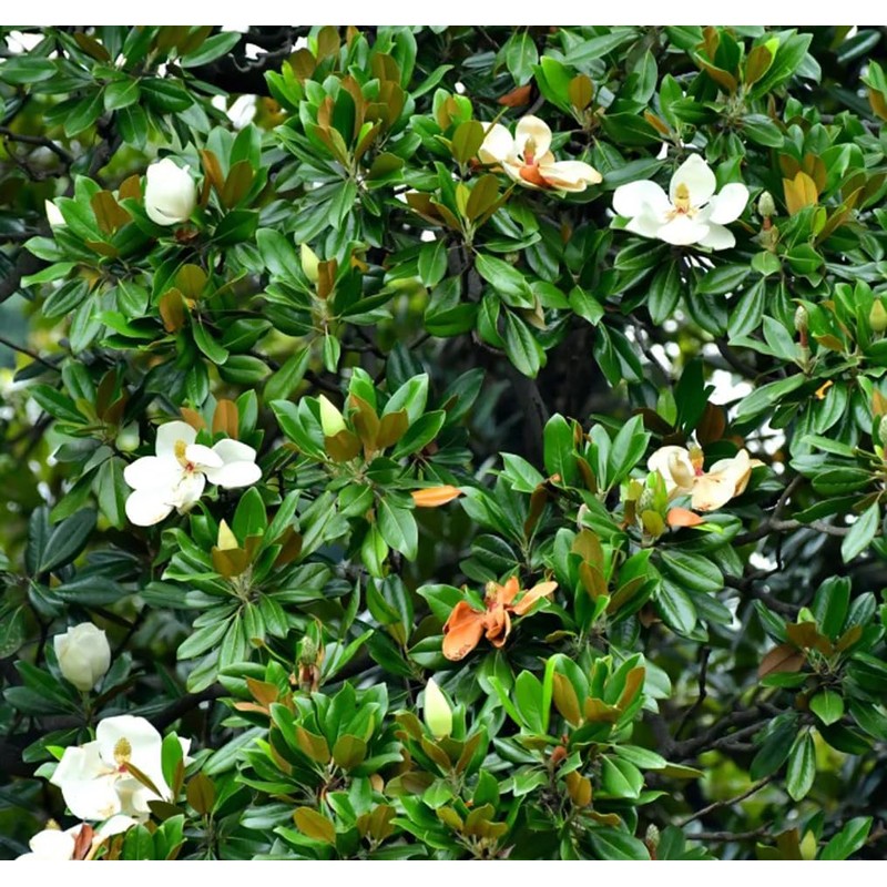 15PCS White Southern Magnolia Flower Seeds Beautiful Ornamental Landscape Tree