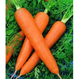 RAISE ME UP: Seeds Red Giant Carrot Non GMO Heirloom