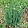NIKA SEEDS - Vegetable Welsh Onion Bunching Green - 300
