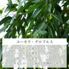100% Natural Eucalyptus Globbles Oil 5ml Aroma Oil Eucalyptus