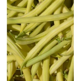 Unbranded 50 + Top notch Golden Wax Bush Bean snap NON-GMO, organic