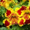 Fairy7Seas Mimulus Flower Seeds - Mimulus x Hybrida - Monkey