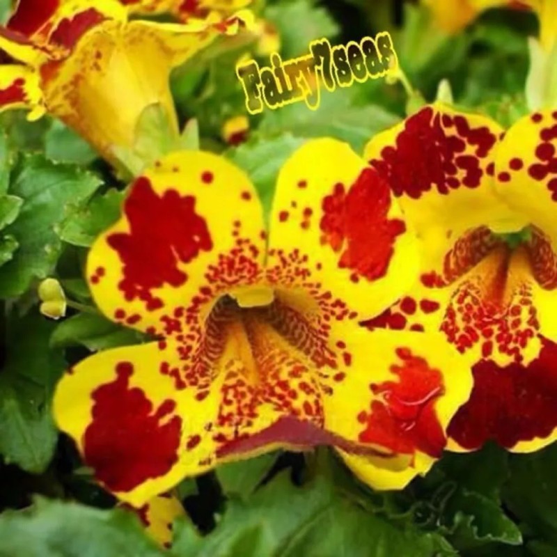 Fairy7Seas Mimulus Flower Seeds - Mimulus x Hybrida - Monkey
