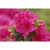 Azalea 'Girard's Fuchsia' (Azalea) Shrub, bright pink flowers, #2 -