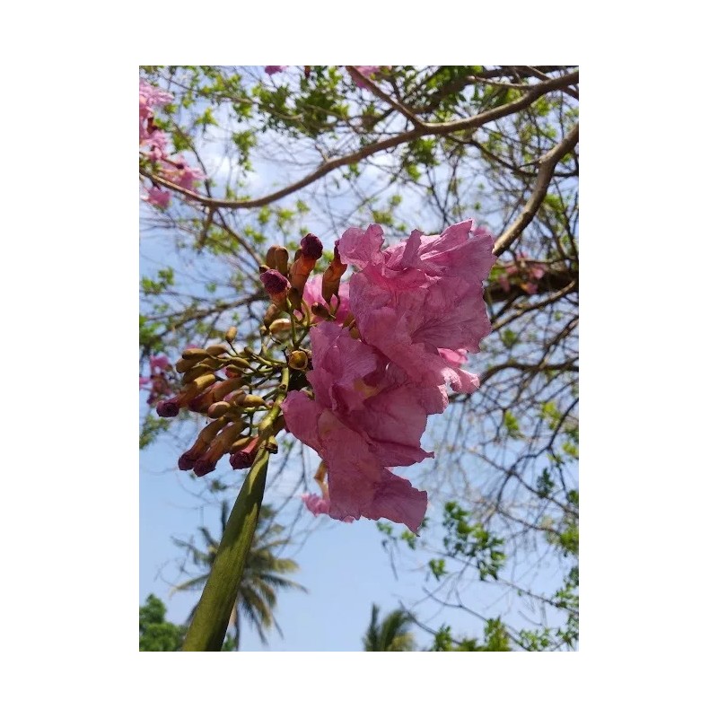 Hortaflor 40 Semillas Roble Rosado Tabebuia Selección Árbol Exótico