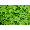 Curly Leaf Lettuce About 1000 Seeds