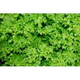 Curly Leaf Lettuce About 1000 Seeds