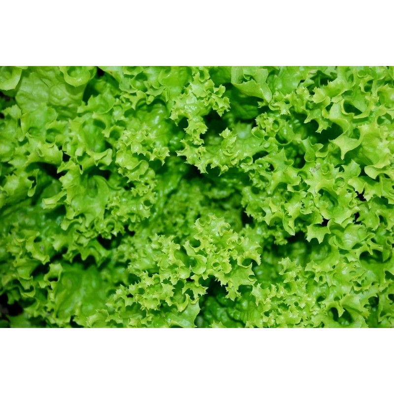 Curly Leaf Lettuce About 1000 Seeds