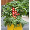 Garden Plant Seed Dwarf Red Tomato (Micro Tom)100+ Rare Pot