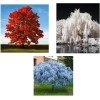 CZ Grain Patriotic Tree Seedlings Packet Red Maple, White Willow,