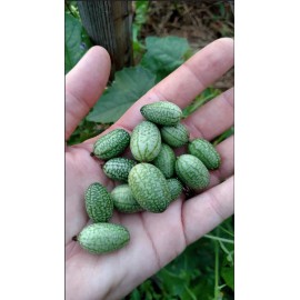 Mai's Family Mexican Sour Gherkin Cucumber Seeds - Melothria scabra -  Mouse Melon - 10+