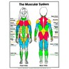 ALGRA The Muscular System Poster 18" x 24" Laminated -