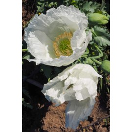 Peshawar Poppy Seeds (~350): Certified Organic, Non-GMO, Heirloom, Open Pollinated Seeds from The United States