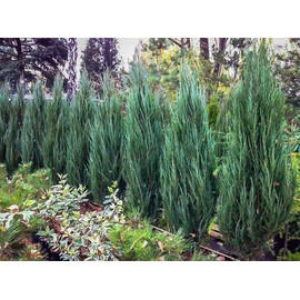 Blue Arrow Juniper | 5 Live 4 Inch Pots | Juniperus Scopulorum | Drought-Tolerant Evergreen | Ideal for Landscaping & Ornamental Use | Low-Maintenance Outdoor Plant