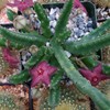 Stapelia scitula Cacti Cactus Succulent Real Live Plant