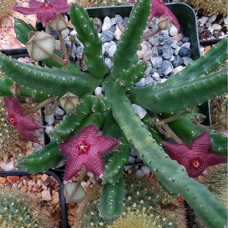 Stapelia scitula Cacti Cactus Succulent Real Live Plant