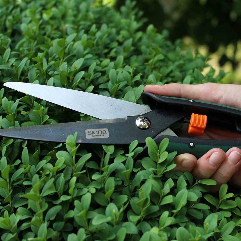 Siena Garden Boxwood secateurs 389283