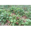 Seeds4planting - Seeds Alpine Strawberry Alexandria Red Everbearing Wild Climbing