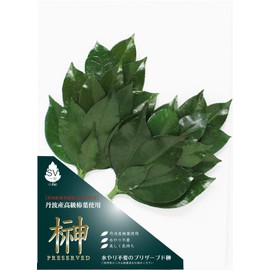 A&K Preserved Flowers, Sakaki, Extra Volume Type, One Pair (Set of 2), 5.5 x 0.8 x 11.0 inches (14 x 2 x 28 cm), S