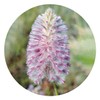 Tall Mulla Mulla 15 ml Stockbottle Australian Bush Flower Essences
